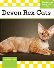 Devon Rex Cats