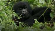 Baby Gorilla Bamboo Feast - Mountain Gorilla