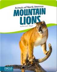 Mountain Lions