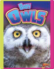 Baby Owls