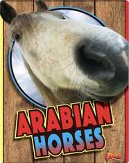 Arabian Horses