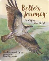 Belle's Journey: An Osprey Takes Flight
