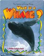 What is a Whale?