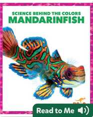 Science Behind the Colors: Mandarinfish