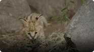 Meet San Diego Zoo's Brand New Serval Kitten