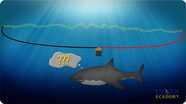 Shark Electrosensory System
