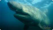 Basking Sharks