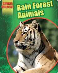 Rain Forest Animals