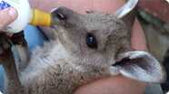 Meet the Australian Nurse Saving Wild Patients!