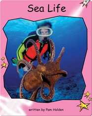Sea Life