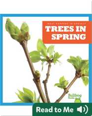 What Happens In Spring? Trees In Spring
