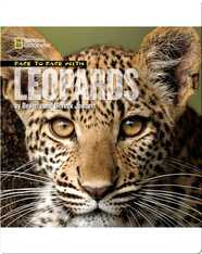 Face to Face with Leopards