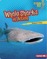 Whale Sharks in Action