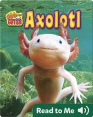 Axolotl
