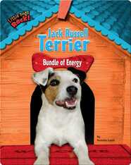 Jack Russell Terrier: Bundle of Energy
