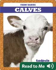Calves