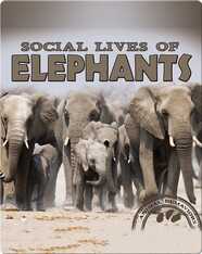 Social Lives of Elephants