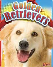 Golden Retrievers