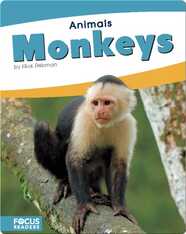 Monkeys