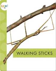 Creepy Crawlies: Walking Sticks