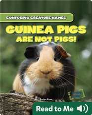 Guinea Pigs Are Not Pigs!