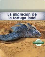 La migración de la tortuga laúd