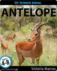 My Favorite Animal: Antelope