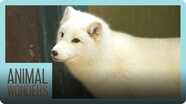 Meet and Greet Tigli the Arctic Fox!