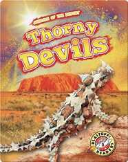 Animals of the Desert: Thorny Devils