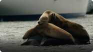 Big Blue: Seals, Sea Lions & Elephant Seals