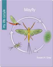 My Life Cycle: Mayfly