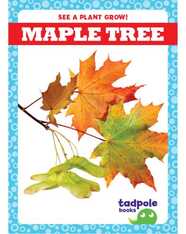 See a Plant Grow!: Maple Tree