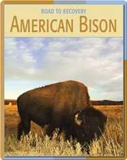 Road To Recovery: American Bison