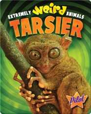 Extremely Weird Animals: Tarsier