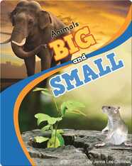 Animals Big And Small