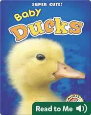 Super Cute! Baby Ducks