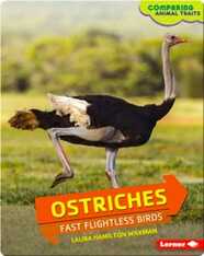 Ostriches: Fast Flightless Birds