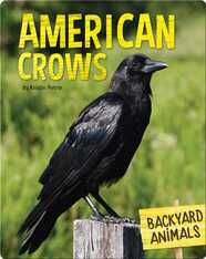 American Crows