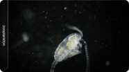 From Drifter to Dynamo: The Story of Plankton