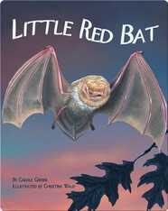 Little Red Bat