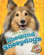 Awesome Dogs: Shetland Sheepdogs