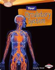 Your Circulatory System