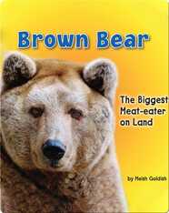 Brown Bear: The Biggest Meat-eater on Land