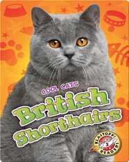 British Shorthairs