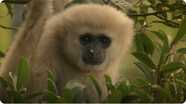 Gibbons and Other Animals Call Out at Dawn