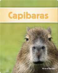 Capibaras