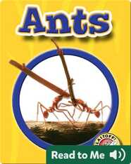 World of Insects: Ants