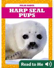 Polar Babies: Harp Seal Pups
