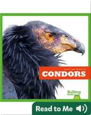 Raptor World: Condors