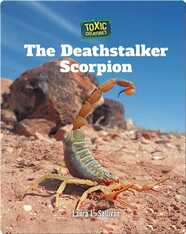 Toxic Creatures: The Deathstalker Scorpion